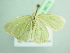  ( - BC ZSM Lep 98278)  @13 [ ] CreativeCommons - Attribution Non-Commercial Share-Alike (2017) SNSB, Staatliche Naturwissenschaftliche Sammlungen Bayerns ZSM (SNSB, Zoologische Staatssammlung Muenchen)
