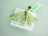  ( - BC ZSM Lep 98287)  @12 [ ] CreativeCommons - Attribution Non-Commercial Share-Alike (2017) SNSB, Staatliche Naturwissenschaftliche Sammlungen Bayerns ZSM (SNSB, Zoologische Staatssammlung Muenchen)