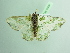  ( - BC ZSM Lep 98290)  @13 [ ] CreativeCommons - Attribution Non-Commercial Share-Alike (2017) SNSB, Staatliche Naturwissenschaftliche Sammlungen Bayerns ZSM (SNSB, Zoologische Staatssammlung Muenchen)