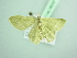  ( - BC ZSM Lep 98297)  @11 [ ] CreativeCommons - Attribution Non-Commercial Share-Alike (2017) SNSB, Staatliche Naturwissenschaftliche Sammlungen Bayerns ZSM (SNSB, Zoologische Staatssammlung Muenchen)
