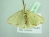  ( - BC ZSM Lep 98311)  @13 [ ] CreativeCommons - Attribution Non-Commercial Share-Alike (2017) SNSB, Staatliche Naturwissenschaftliche Sammlungen Bayerns ZSM (SNSB, Zoologische Staatssammlung Muenchen)