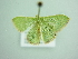  ( - BC ZSM Lep 98315)  @13 [ ] CreativeCommons - Attribution Non-Commercial Share-Alike (2017) SNSB, Staatliche Naturwissenschaftliche Sammlungen Bayerns ZSM (SNSB, Zoologische Staatssammlung Muenchen)