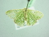  ( - BC ZSM Lep 98340)  @13 [ ] CreativeCommons - Attribution Non-Commercial Share-Alike (2017) SNSB, Staatliche Naturwissenschaftliche Sammlungen Bayerns ZSM (SNSB, Zoologische Staatssammlung Muenchen)