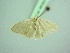  (Neromia simplexa - BC ZSM Lep 98383)  @13 [ ] CreativeCommons - Attribution Non-Commercial Share-Alike (2017) SNSB, Staatliche Naturwissenschaftliche Sammlungen Bayerns ZSM (SNSB, Zoologische Staatssammlung Muenchen)