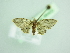  ( - BC ZSM Lep 98405)  @11 [ ] CreativeCommons - Attribution Non-Commercial Share-Alike (2017) SNSB, Staatliche Naturwissenschaftliche Sammlungen Bayerns ZSM (SNSB, Zoologische Staatssammlung Muenchen)