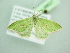  ( - BC ZSM Lep 98627)  @11 [ ] CreativeCommons - Attribution Non-Commercial Share-Alike (2017) SNSB, Staatliche Naturwissenschaftliche Sammlungen Bayerns ZSM (SNSB, Zoologische Staatssammlung Muenchen)