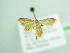  ( - BC ZSM Lep 98638)  @12 [ ] CreativeCommons - Attribution Non-Commercial Share-Alike (2017) SNSB, Staatliche Naturwissenschaftliche Sammlungen Bayerns ZSM (SNSB, Zoologische Staatssammlung Muenchen)