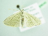  ( - BC ZSM Lep 98649)  @13 [ ] CreativeCommons - Attribution Non-Commercial Share-Alike (2017) SNSB, Staatliche Naturwissenschaftliche Sammlungen Bayerns ZSM (SNSB, Zoologische Staatssammlung Muenchen)