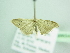  ( - BC ZSM Lep 98654)  @11 [ ] CreativeCommons - Attribution Non-Commercial Share-Alike (2017) SNSB, Staatliche Naturwissenschaftliche Sammlungen Bayerns ZSM (SNSB, Zoologische Staatssammlung Muenchen)