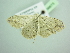  ( - BC ZSM Lep 98675)  @13 [ ] CreativeCommons - Attribution Non-Commercial Share-Alike (2017) SNSB, Staatliche Naturwissenschaftliche Sammlungen Bayerns ZSM (SNSB, Zoologische Staatssammlung Muenchen)