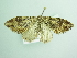  ( - BC ZSM Lep 98706)  @13 [ ] CreativeCommons - Attribution Non-Commercial Share-Alike (2017) SNSB, Staatliche Naturwissenschaftliche Sammlungen Bayerns ZSM (SNSB, Zoologische Staatssammlung Muenchen)