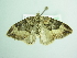  ( - BC ZSM Lep 98710)  @13 [ ] CreativeCommons - Attribution Non-Commercial Share-Alike (2017) SNSB, Staatliche Naturwissenschaftliche Sammlungen Bayerns ZSM (SNSB, Zoologische Staatssammlung Muenchen)
