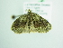  ( - BC ZSM Lep 98721)  @12 [ ] CreativeCommons - Attribution Non-Commercial Share-Alike (2017) SNSB, Staatliche Naturwissenschaftliche Sammlungen Bayerns ZSM (SNSB, Zoologische Staatssammlung Muenchen)