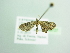  (Pasiphila litaAH01Ye - BC ZSM Lep 98727)  @13 [ ] CreativeCommons - Attribution Non-Commercial Share-Alike (2017) SNSB, Staatliche Naturwissenschaftliche Sammlungen Bayerns ZSM (SNSB, Zoologische Staatssammlung Muenchen)