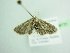  (Eupithecia albimaculataAH01Et - BC ZSM Lep 98731)  @13 [ ] CreativeCommons - Attribution Non-Commercial Share-Alike (2017) SNSB, Staatliche Naturwissenschaftliche Sammlungen Bayerns ZSM (SNSB, Zoologische Staatssammlung Muenchen)