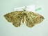  ( - BC ZSM Lep 98768)  @12 [ ] CreativeCommons - Attribution Non-Commercial Share-Alike (2017) SNSB, Staatliche Naturwissenschaftliche Sammlungen Bayerns ZSM (SNSB, Zoologische Staatssammlung Muenchen)