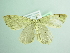  ( - BC ZSM Lep 98779)  @12 [ ] CreativeCommons - Attribution Non-Commercial Share-Alike (2017) SNSB, Staatliche Naturwissenschaftliche Sammlungen Bayerns ZSM (SNSB, Zoologische Staatssammlung Muenchen)