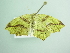  ( - BC ZSM Lep 98780)  @12 [ ] CreativeCommons - Attribution Non-Commercial Share-Alike (2017) SNSB, Staatliche Naturwissenschaftliche Sammlungen Bayerns ZSM (SNSB, Zoologische Staatssammlung Muenchen)