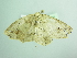 ( - BC ZSM Lep 98781)  @11 [ ] CreativeCommons - Attribution Non-Commercial Share-Alike (2017) SNSB, Staatliche Naturwissenschaftliche Sammlungen Bayerns ZSM (SNSB, Zoologische Staatssammlung Muenchen)