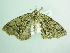  ( - BC ZSM Lep 98790)  @12 [ ] CreativeCommons - Attribution Non-Commercial Share-Alike (2017) SNSB, Staatliche Naturwissenschaftliche Sammlungen Bayerns ZSM (SNSB, Zoologische Staatssammlung Muenchen)