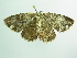  ( - BC ZSM Lep 98794)  @12 [ ] CreativeCommons - Attribution Non-Commercial Share-Alike (2017) SNSB, Staatliche Naturwissenschaftliche Sammlungen Bayerns ZSM (SNSB, Zoologische Staatssammlung Muenchen)