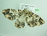  ( - BC ZSM Lep 98800)  @11 [ ] CreativeCommons - Attribution Non-Commercial Share-Alike (2017) SNSB, Staatliche Naturwissenschaftliche Sammlungen Bayerns ZSM (SNSB, Zoologische Staatssammlung Muenchen)