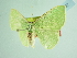  ( - BC ZSM Lep add 00237)  @12 [ ] CreativeCommons - Attribution Non-Commercial Share-Alike (2016) SNSB, Staatliche Naturwissenschaftliche Sammlungen Bayerns ZSM (SNSB, Zoologische Staatssammlung Muenchen)