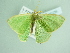 ( - BC ZSM Lep add 00239)  @13 [ ] CreativeCommons - Attribution Non-Commercial Share-Alike (2016) SNSB, Staatliche Naturwissenschaftliche Sammlungen Bayerns ZSM (SNSB, Zoologische Staatssammlung Muenchen)