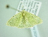  ( - BC ZSM Lep add 00245)  @13 [ ] CreativeCommons - Attribution Non-Commercial Share-Alike (2016) SNSB, Staatliche Naturwissenschaftliche Sammlungen Bayerns ZSM (SNSB, Zoologische Staatssammlung Muenchen)