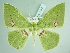  (Rhodochlora libanensis - BC ZSM Lep add 00248)  @14 [ ] CreativeCommons - Attribution Non-Commercial Share-Alike (2016) SNSB, Staatliche Naturwissenschaftliche Sammlungen Bayerns ZSM (SNSB, Zoologische Staatssammlung Muenchen)
