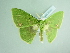  (Rhodochlora minor - BC ZSM Lep add 00251)  @12 [ ] CreativeCommons - Attribution Non-Commercial Share-Alike (2016) SNSB, Staatliche Naturwissenschaftliche Sammlungen Bayerns ZSM (SNSB, Zoologische Staatssammlung Muenchen)