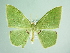  (Rhodochlora basicostalisAH02Ec - BC ZSM Lep add 00253)  @14 [ ] CreativeCommons - Attribution Non-Commercial Share-Alike (2016) SNSB, Staatliche Naturwissenschaftliche Sammlungen Bayerns ZSM (SNSB, Zoologische Staatssammlung Muenchen)