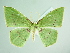  (Rhodochlora basicostalisAH03Ec - BC ZSM Lep add 00254)  @14 [ ] CreativeCommons - Attribution Non-Commercial Share-Alike (2016) SNSB, Staatliche Naturwissenschaftliche Sammlungen Bayerns ZSM (SNSB, Zoologische Staatssammlung Muenchen)