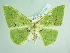  (Rhodochlora basicostalisAH04Co - BC ZSM Lep add 00256)  @14 [ ] CreativeCommons - Attribution Non-Commercial Share-Alike (2016) SNSB, Staatliche Naturwissenschaftliche Sammlungen Bayerns ZSM (SNSB, Zoologische Staatssammlung Muenchen)