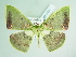  (Rhodochlora AH07Ec - BC ZSM Lep add 00262)  @14 [ ] CreativeCommons - Attribution Non-Commercial Share-Alike (2016) SNSB, Staatliche Naturwissenschaftliche Sammlungen Bayerns ZSM (SNSB, Zoologische Staatssammlung Muenchen)