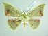  ( - BC ZSM Lep add 00264)  @11 [ ] CreativeCommons - Attribution Non-Commercial Share-Alike (2016) SNSB, Staatliche Naturwissenschaftliche Sammlungen Bayerns ZSM (SNSB, Zoologische Staatssammlung Muenchen)