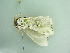  ( - BC ZSM Lep add 00267)  @12 [ ] CreativeCommons - Attribution Non-Commercial Share-Alike (2016) SNSB, Staatliche Naturwissenschaftliche Sammlungen Bayerns ZSM (SNSB, Zoologische Staatssammlung Muenchen)