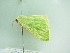  ( - BC ZSM Lep add 00270)  @12 [ ] CreativeCommons - Attribution Non-Commercial Share-Alike (2016) SNSB, Staatliche Naturwissenschaftliche Sammlungen Bayerns ZSM (SNSB, Zoologische Staatssammlung Muenchen)