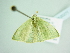  ( - BC ZSM Lep add 00271)  @12 [ ] CreativeCommons - Attribution Non-Commercial Share-Alike (2016) SNSB, Staatliche Naturwissenschaftliche Sammlungen Bayerns ZSM (SNSB, Zoologische Staatssammlung Muenchen)