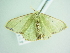  ( - BC ZSM Lep add 00275)  @13 [ ] CreativeCommons - Attribution Non-Commercial Share-Alike (2016) SNSB, Staatliche Naturwissenschaftliche Sammlungen Bayerns ZSM (SNSB, Zoologische Staatssammlung Muenchen)