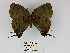  ( - CP Lep 0219)  @11 [ ] CreativeCommons - Attribution Non-Commercial Share-Alike (2016) SNSB, Staatliche Naturwissenschaftliche Sammlungen Bayerns ZSM (SNSB, Zoologische Staatssammlung Muenchen)