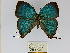  ( - CP Lep 0220)  @11 [ ] CreativeCommons - Attribution Non-Commercial Share-Alike (2016) SNSB, Staatliche Naturwissenschaftliche Sammlungen Bayerns ZSM (SNSB, Zoologische Staatssammlung Muenchen)