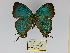  ( - CP Lep 0222)  @11 [ ] CreativeCommons - Attribution Non-Commercial Share-Alike (2016) SNSB, Staatliche Naturwissenschaftliche Sammlungen Bayerns ZSM (SNSB, Zoologische Staatssammlung Muenchen)