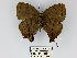  ( - CP Lep 0224)  @11 [ ] CreativeCommons - Attribution Non-Commercial Share-Alike (2016) SNSB, Staatliche Naturwissenschaftliche Sammlungen Bayerns ZSM (SNSB, Zoologische Staatssammlung Muenchen)