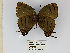  ( - CP Lep 0225)  @11 [ ] CreativeCommons - Attribution Non-Commercial Share-Alike (2016) SNSB, Staatliche Naturwissenschaftliche Sammlungen Bayerns ZSM (SNSB, Zoologische Staatssammlung Muenchen)