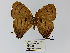  ( - CP Lep 0230)  @11 [ ] CreativeCommons - Attribution Non-Commercial Share-Alike (2016) SNSB, Staatliche Naturwissenschaftliche Sammlungen Bayerns ZSM (SNSB, Zoologische Staatssammlung Muenchen)