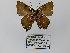  ( - CP Lep 0301)  @12 [ ] CreativeCommons - Attribution Non-Commercial Share-Alike (2016) SNSB, Staatliche Naturwissenschaftliche Sammlungen Bayerns ZSM (SNSB, Zoologische Staatssammlung Muenchen)