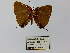  ( - CP Lep 0302)  @11 [ ] CreativeCommons - Attribution Non-Commercial Share-Alike (2016) SNSB, Staatliche Naturwissenschaftliche Sammlungen Bayerns ZSM (SNSB, Zoologische Staatssammlung Muenchen)