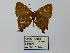  ( - CP Lep 0401)  @11 [ ] CreativeCommons - Attribution Non-Commercial Share-Alike (2016) SNSB, Staatliche Naturwissenschaftliche Sammlungen Bayerns ZSM (SNSB, Zoologische Staatssammlung Muenchen)