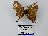  ( - CP Lep 0402)  @11 [ ] CreativeCommons - Attribution Non-Commercial Share-Alike (2016) SNSB, Staatliche Naturwissenschaftliche Sammlungen Bayerns ZSM (SNSB, Zoologische Staatssammlung Muenchen)